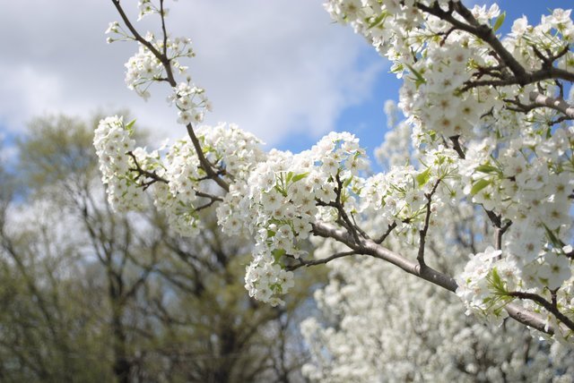A tree in bloom at the Lawrence Landscape Tree Farm