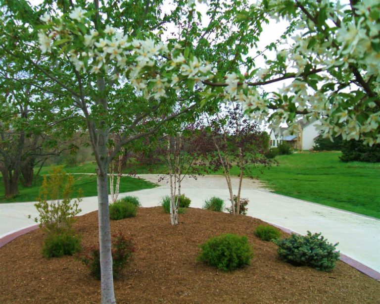 Trees and plant bed landscaping