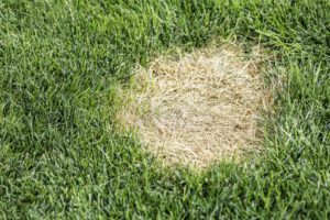 dead grass spot in the lawn