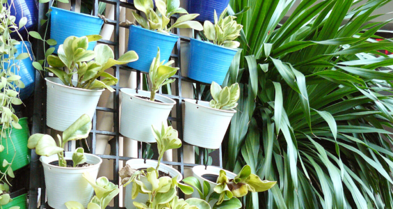 trendy plants in pots on the wall