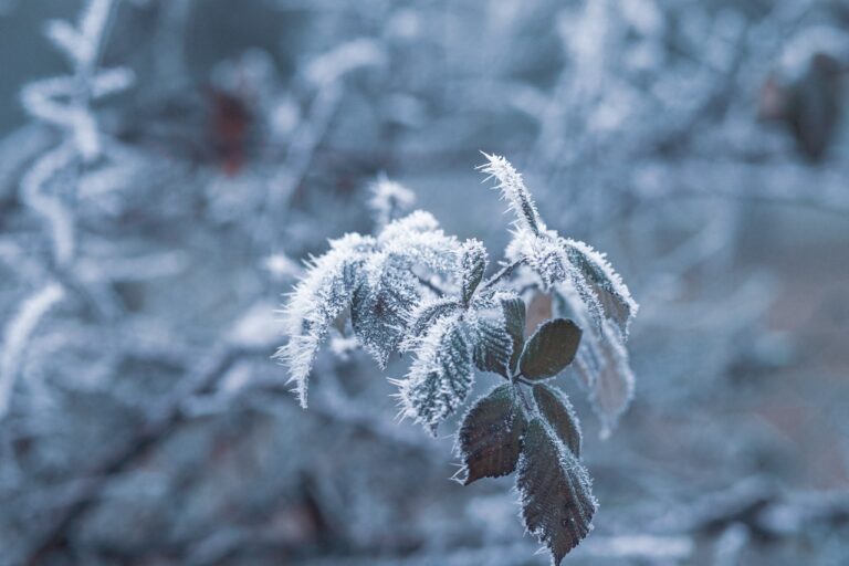 Upclose view of snow-covered leaves on shrubbery,