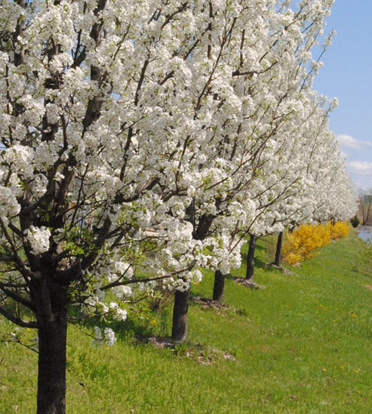 Blooming trees at the Lawrence Landscape Tree Farm